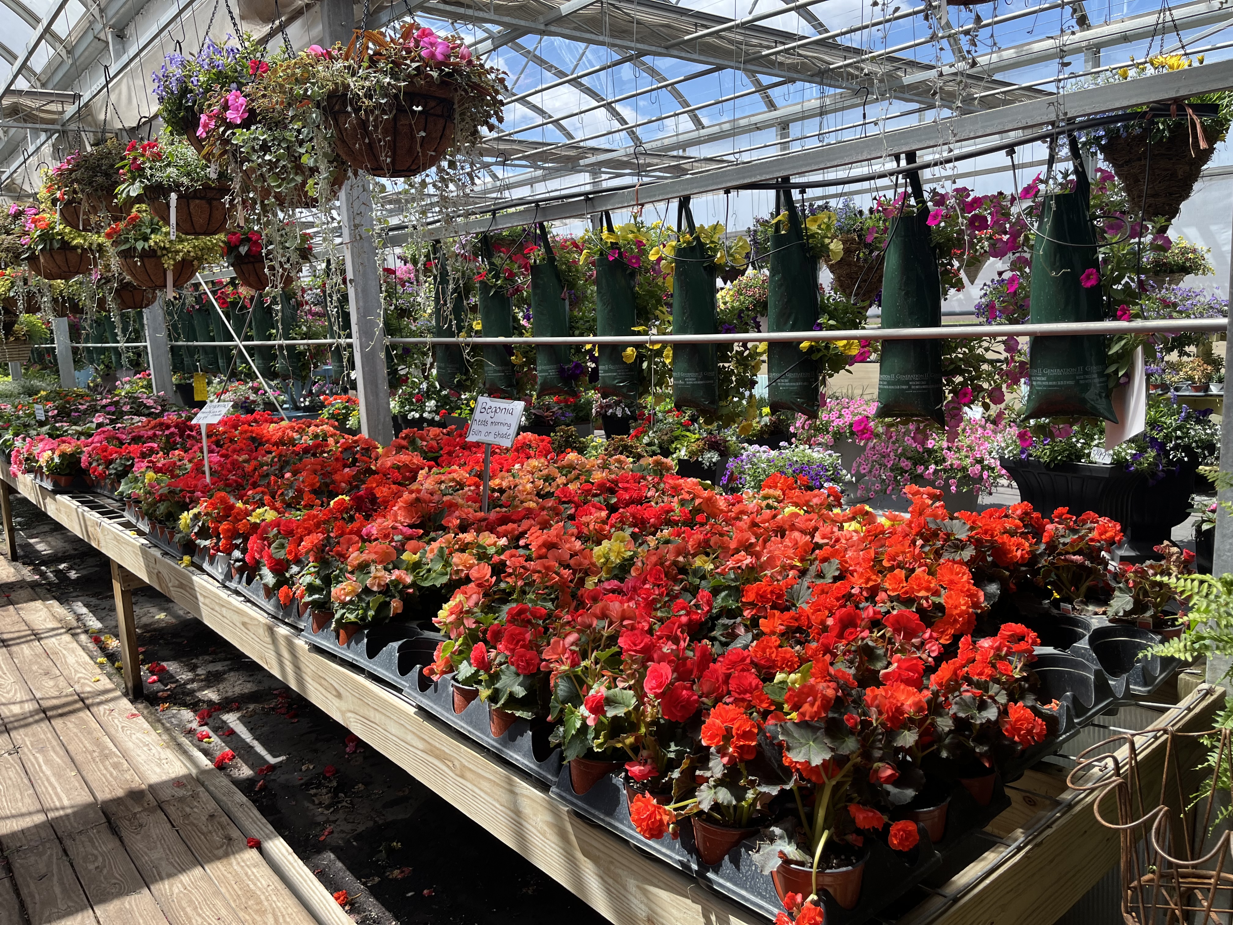 Beautiful blooms found at Meyer's