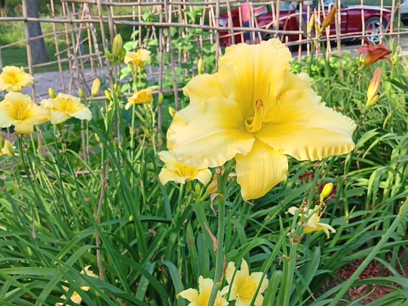 Members enjoying the evening garden tour